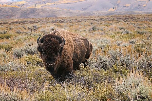 Jones, Adam 아티스트의 American Bison in sagebrush meadow Grand Teton National Park작품입니다.